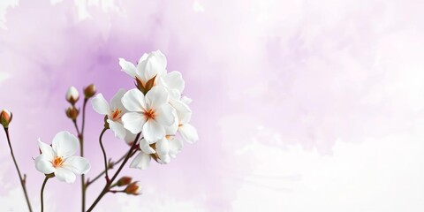 Obraz premium Delicate cotton blossoms against a soft purple and white watercolor wash, subtle, wallpaper
