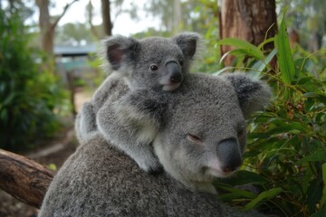 Baby Koala Riding on Mother's Back in Eucalyptus Forest, Displaying Family Love and Wildlife Conservation Efforts, Perfect for Educational Materials : Generative AI