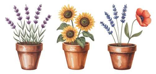 Three terracotta pots with sunflowers lavender and poppy flowers