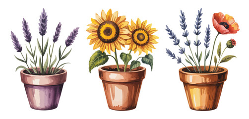 Three Watercolor Flower Pots Lavender Sunflowers Poppy