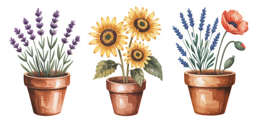 Three Watercolor Flower Pots Lavender, Sunflowers, and Poppies