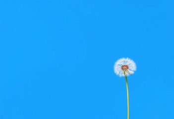 Solitary white dandelion puff against vibrant blue wall background, serenity, macro