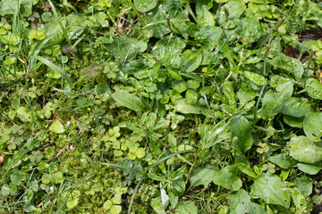 There are lots of raindrops on the fresh green leaves.