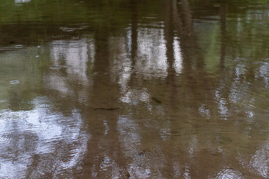 A pond on a rainy day.