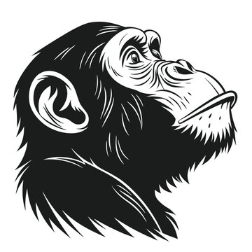 Black ape profile reveals strong features against white, creating a powerful, artistic image