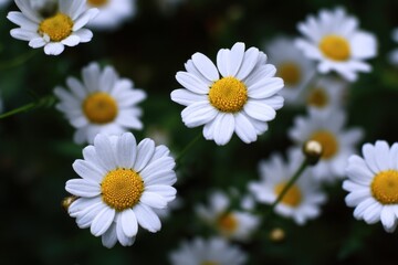 Close-Up of White Daisies in a Field, Symbolizing Freshness and Natural Beauty for Springtime Promotions and Seasonal Greetings : Generative AI