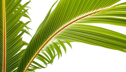 Vibrant green tropical coconut palm leaf isolated, showcasing intricate details against pure white ,   organic,   illustration