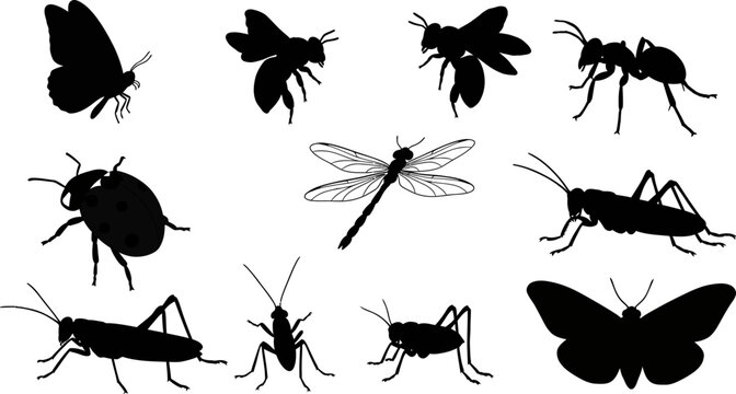 Insect silhouettes vector illustration of butterfly bee ant dragonfly grasshopper beetle moth design art editable stock vector illustration