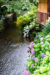 京都の高瀬川と紫陽花