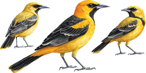 Three Hooded Orioles