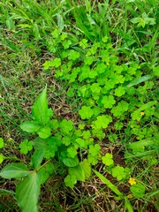  A dense, vibrant patch of clover-like plants with distinctive three-lobed leaves spreads across the ground, forming a lush green natural carpet.
