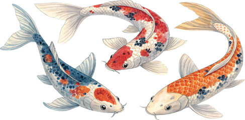 Koi Fish Watercolor Painting