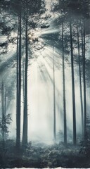Fototapeta premium Misty forest with sunbeams