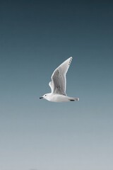 Fototapeta premium solitary bird glides effortlessly through clear sky wings outstretched against expansive backdrop