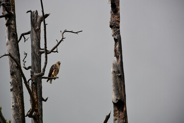 A single tree stands quietly with majestic mountains behind it, basking in sunlight. The scene feels calm, timeless, and full of natural, untouched beauty.