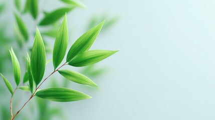 Fototapeta premium close-up of asian-inspired minimalistic arrangement featuring single elegant bamboo shoot against soft white background