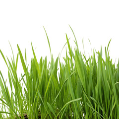 Fototapeta premium A Guide To Successfully Growing A Beautiful Lawn Naturally