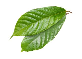 green cocoa leaf isolated on transparent png background.	
