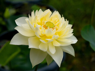 Yellow lotus flowers are in full bloom in the garden