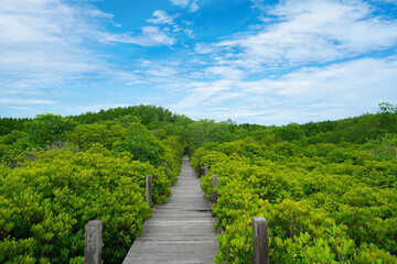 Wooden walkway through mangrove forest. Natural carbon sink and sustainable ecosystems. Climate...