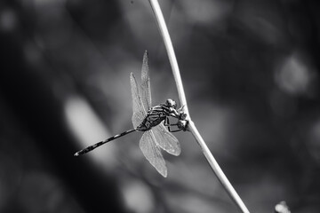 Black and white dragonfly