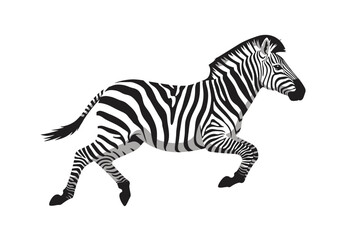 Running zebra illustration with black  white stripes
