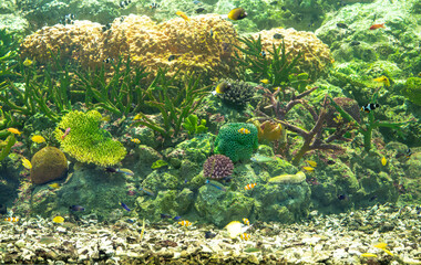 Underwater ecosystem displaying coral reef formations with diverse marine species swimming among waving aquatic plants in crystal clear tropical waters. Oceanic biodiversity. Coral reef habitat.