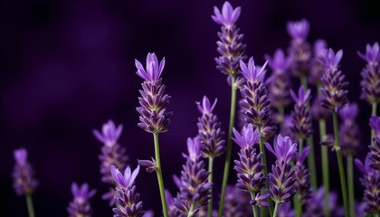 Obraz premium Lavender flowers blooming in vibrant purple against dark backdrop 