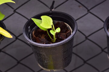 Lush Golden Pothos Plant Against a Bright White, Lush green pothos plant in black pot