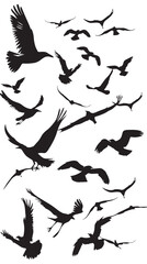 Obraz premium Silhouette of flock of flying birds isolated , black silhouettes isolated on white background