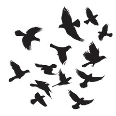Silhouette of flock of flying birds isolated , black silhouettes isolated on white background