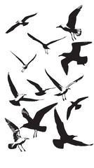 Silhouette of flock of flying birds isolated , black silhouettes isolated on white background