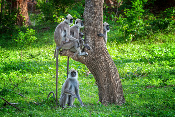 Five langur monkeys resting under a tree in lush green surroundings during a sunny day
