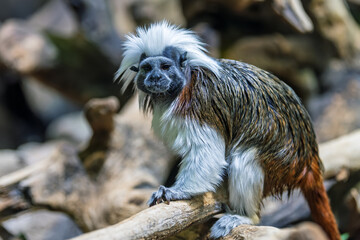 Discovering the agile cotton-top tamarin in its natural habitat, showcasing its unique features and lively demeanor