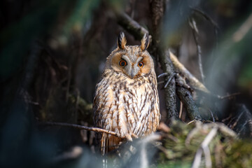 Owl sit in a tree and looking on the the camera