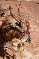 Close-up of a deer with antlers, eating grass, and another deer with its mouth open in the...