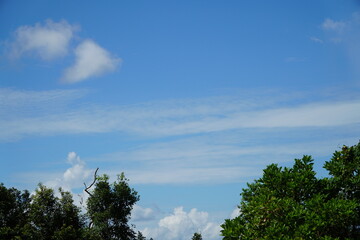 Serene blue sky with wispy clouds and treetops.