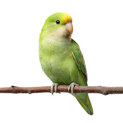 Vibrant green parakeet perched on a branch, surrounded by a soft, blurred natural background