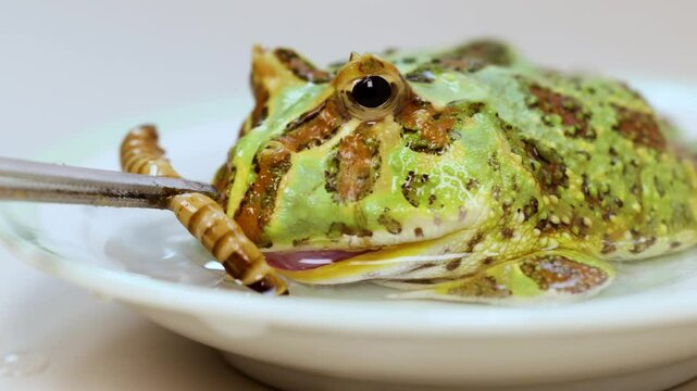 Horned Frog Eating Superworm on White Plate