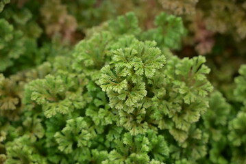 Lush green leaves of the spike moss form dense, fern-like clusters with a soft texture and vibrant...