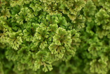 Lush green leaves of the spike moss form dense, fern-like clusters with a soft texture and vibrant...