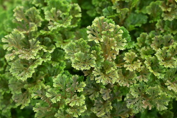 Lush green leaves of the spike moss form dense, fern-like clusters with a soft texture and vibrant...