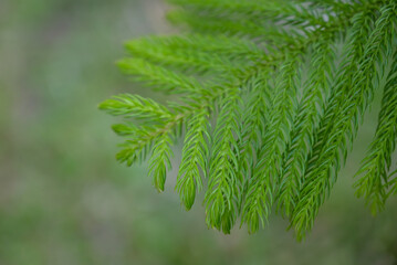 A detailed close-up of a vibrant green pine branch, showcasing its feathery, needle-like foliage against a softly blurred background.