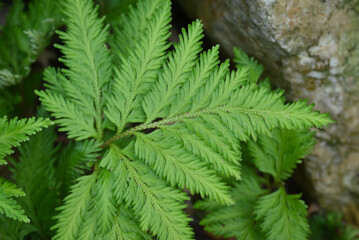 A dense, textured close-up of vibrant green Selaginella (Spikemoss) foliage, resembling miniature ferns, an ornamental and indoor plant for garden decoration