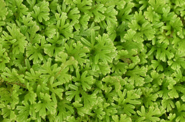 Lush green leaves of the spike moss form dense, fern-like clusters with a soft texture and vibrant...