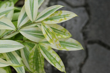 Close-up of a Dracaena surculosa, a vibrant plant with pointed leaves, featuring a striking variegation of light yellow and various shades of green stripes and spots.