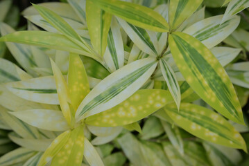 Close-up of a Dracaena surculosa, a vibrant plant with pointed leaves, featuring a striking variegation of light yellow and various shades of green stripes and spots.