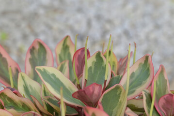 A close-up of Peperomia Ginny leaves, showcasing their tri-color variegation of green, cream, and pink-red hues, with slender flower spikes emerging, is an ornamental plant for garden decoration