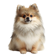 Obraz premium Cute Pomeranian dog sitting calmly on a white background, showcasing its fluffy fur and playful demeanor