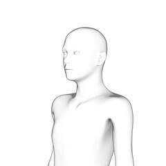 3d rendered model of a human body, transparent png available